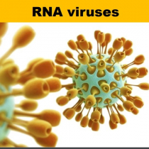 RNA Viruses - Summary of basic information